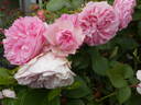Mariatheresia rose photo