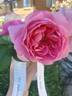 True Inspiration rose photo