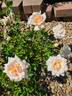 Calico Gal rose photo