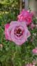 Ashley's Surprise rose photo