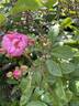 Lavender Siluetta ® rose photo
