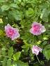 Mrs. Doreen Pike rose photo