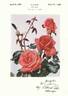 Montezuma rose photo