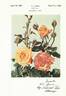 Circus rose photo