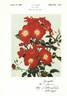 Wildfire rose photo