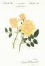 Delightful rose photo
