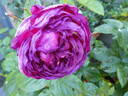Anuschka rose photo