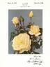 Cathay rose photo