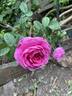 Gallicandy rose photo