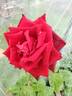 Red Masterpiece rose photo