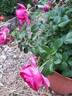 Grande Dame rose photo