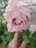 Pinkerbelle™ rose photo