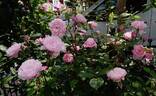 Mary Delany rose photo