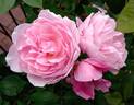 Mary Delany rose photo