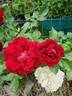 Black Lady ® rose photo