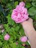 La Reine rose photo