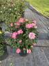 Brite Eyes rose photo