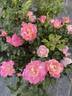 Brite Eyes rose photo