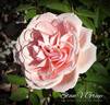 Quietness rose photo
