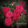 Double Knock Out rose photo