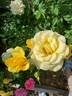 Gold Glow rose photo