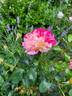 All American Magic ™ rose photo