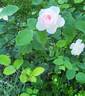 Gentle Hermione rose photo