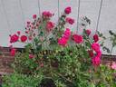 Ramblin' Red rose photo