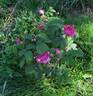 Belle Flore rose photo