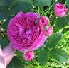 Belle Flore rose photo