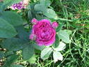 Belle Flore rose photo