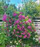 Perennial Blue rose photo
