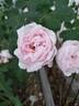 Larry Daniels rose photo