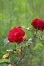 Rheinaupark ® rose photo