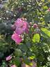Lavender Siluetta ® rose photo