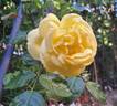 Ville de Chine rose photo