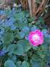 Lovely Pink rose photo