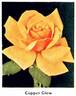 Copper Glow rose photo