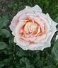 Alpine Sunset ® rose photo