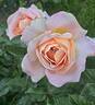Alpine Sunset ® rose photo