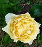 Yellow Jema rose photo