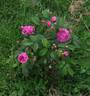 Belle Flore rose photo