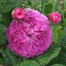 Belle Flore rose photo