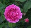 Belle Flore rose photo