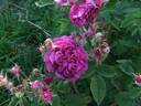 Velours noir rose photo