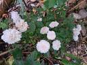 Little White Pet rose photo