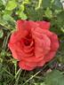 Foxy Lady rose photo
