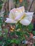 Espoir d'Anjou rose photo