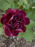 Souvenir d'Alphonse Lavallée rose photo
