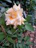 Rêve d'Or rose photo